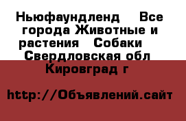 Ньюфаундленд  - Все города Животные и растения » Собаки   . Свердловская обл.,Кировград г.